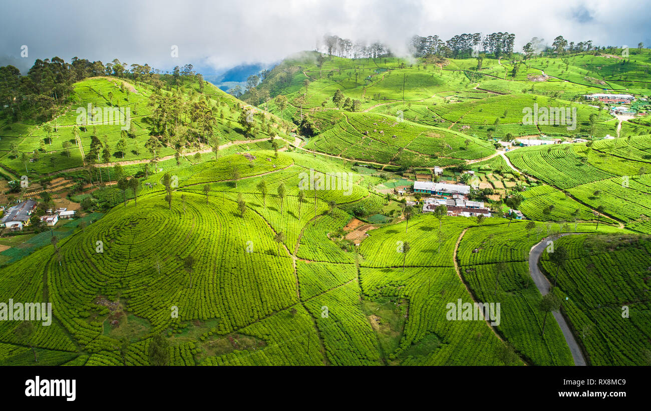Aerial. Famous green tea plantation landscape view from Lipton's Seat