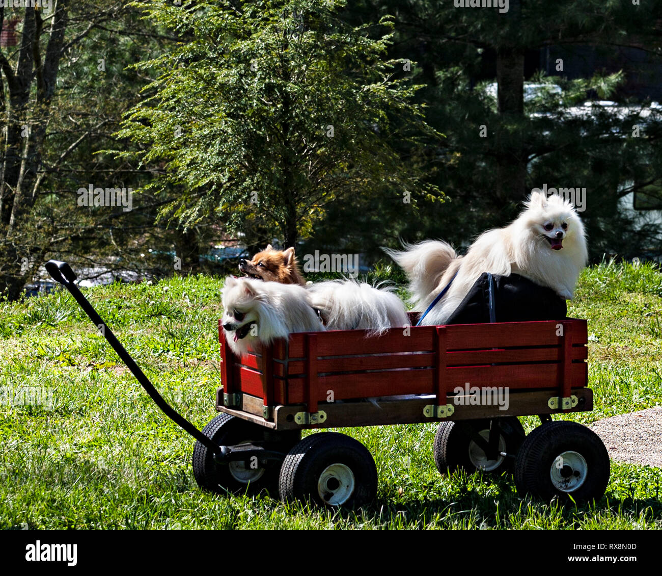 Little red wagon hires stock photography and images Alamy