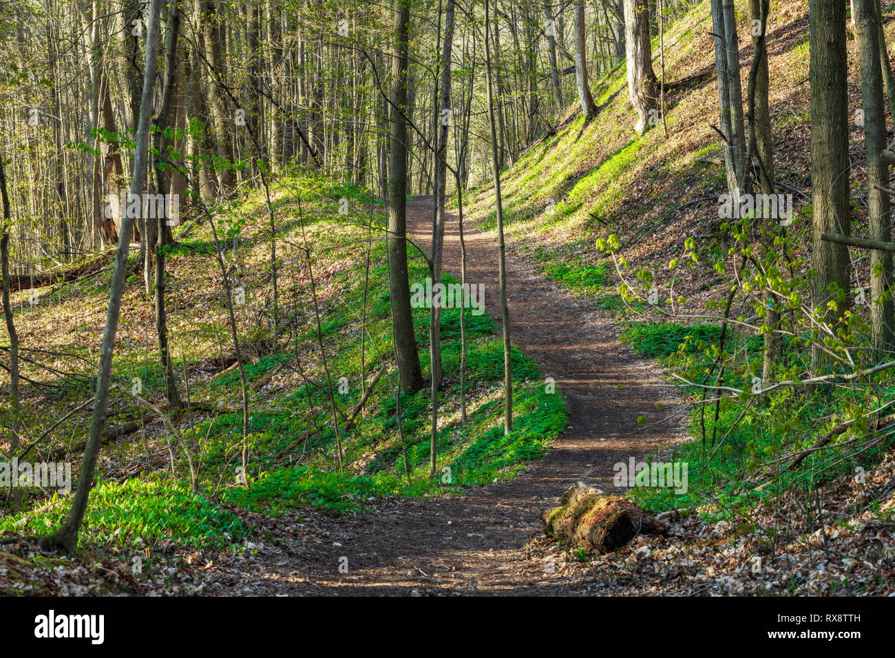 Bruce Trail winds through hardwood forest in early Spring w/morning light, nr Orangeville, Ontario, Canada Stock Photo