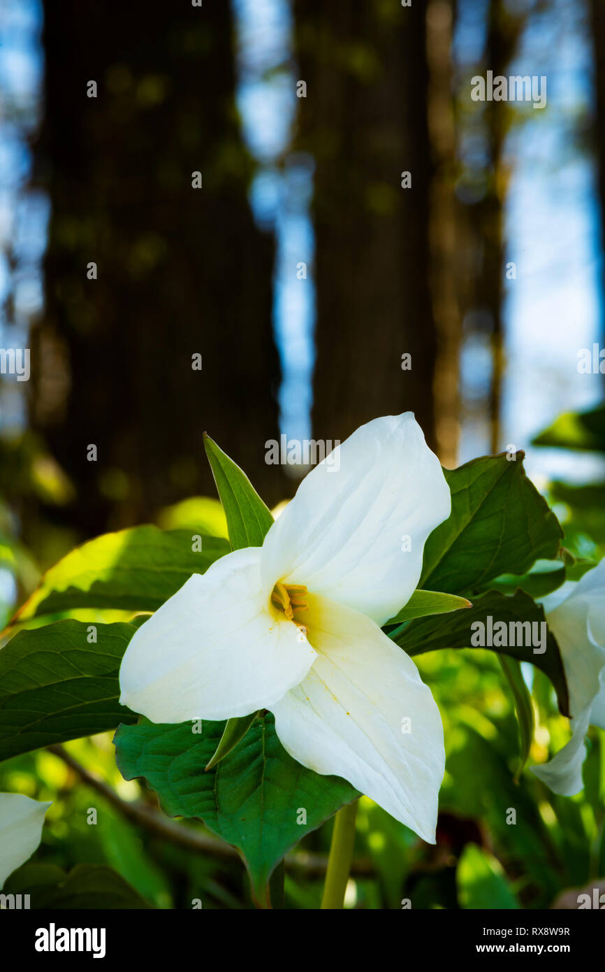 White Trilliums (Trillium grandiflorum), Ontario's Provincial flower in