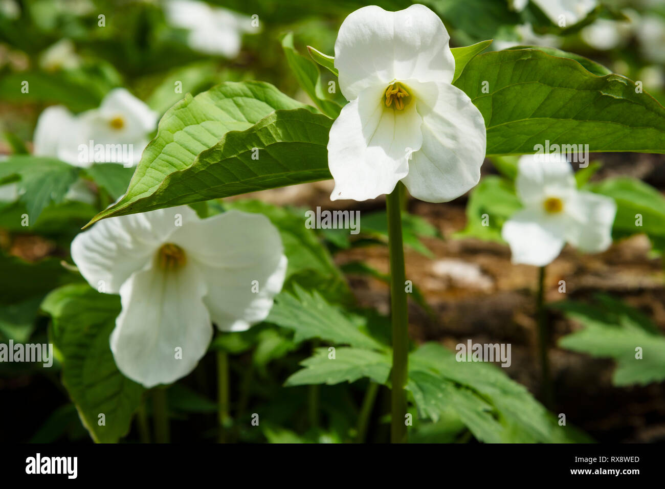 Ontarios provincial flower in hardwood bush hires stock photography