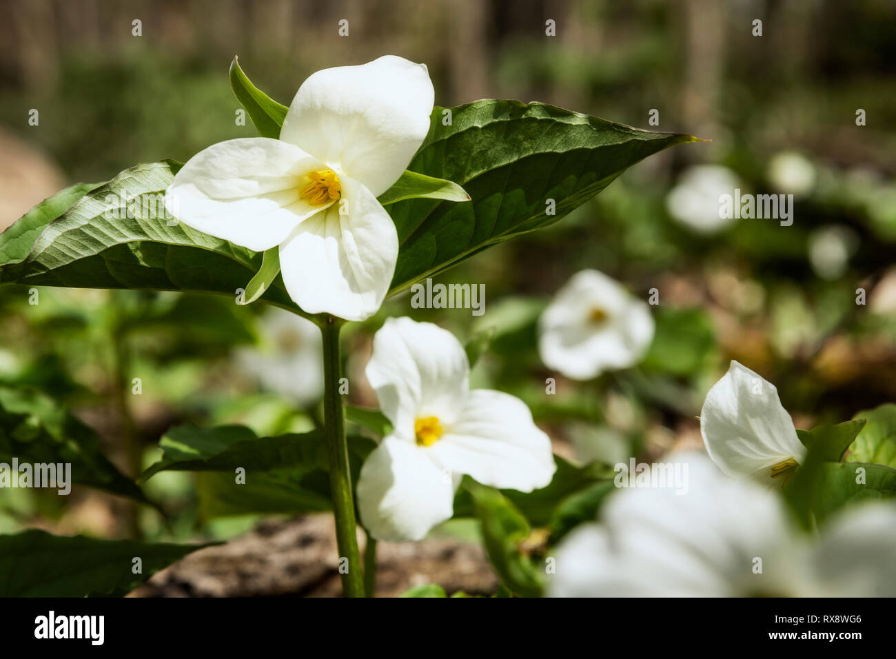 White Trilliums (Trillium grandiflorum), Ontario's Provincial flower in