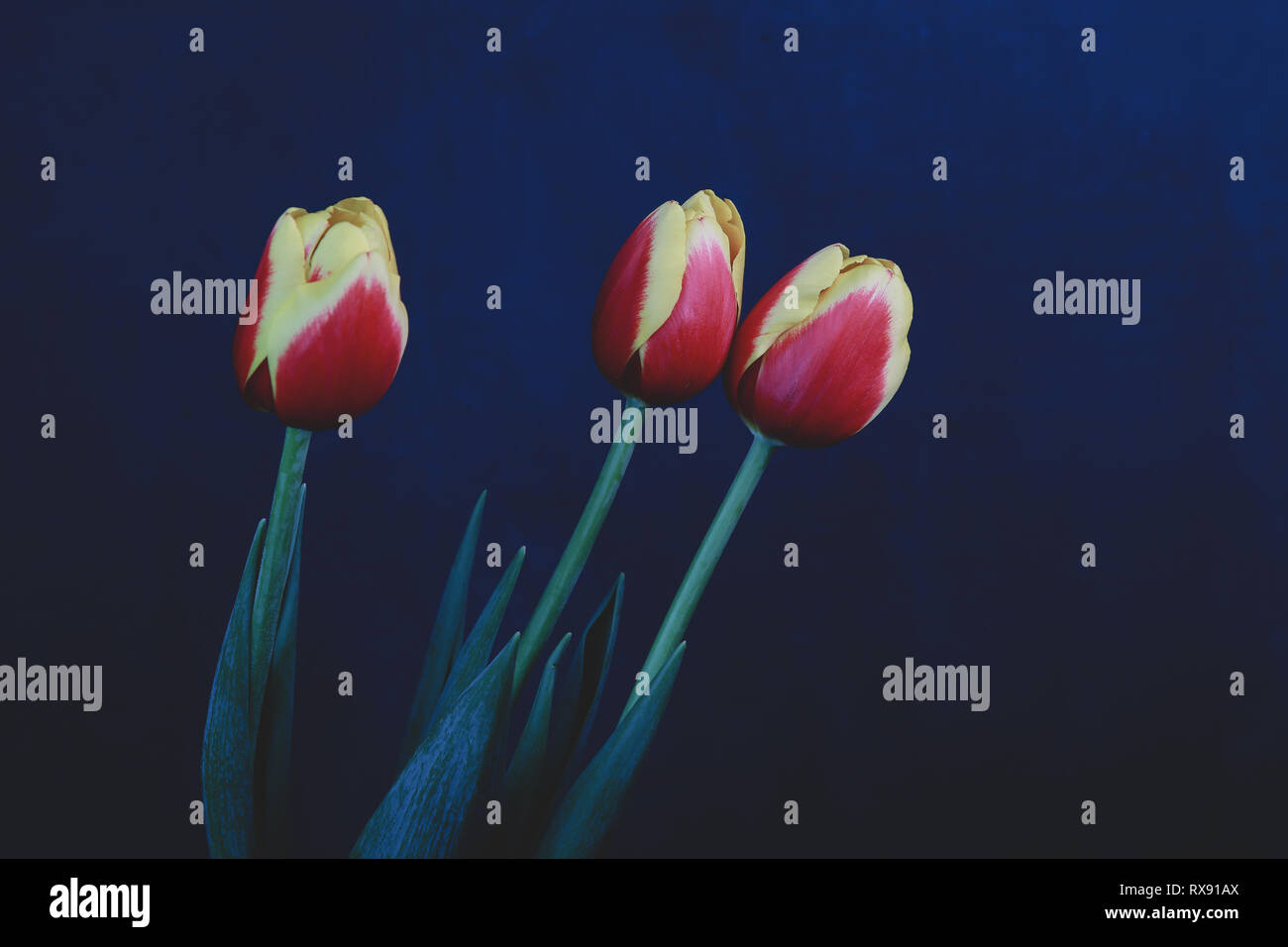 beautiful spring tulips on a background in the studio Stock Photo - Alamy