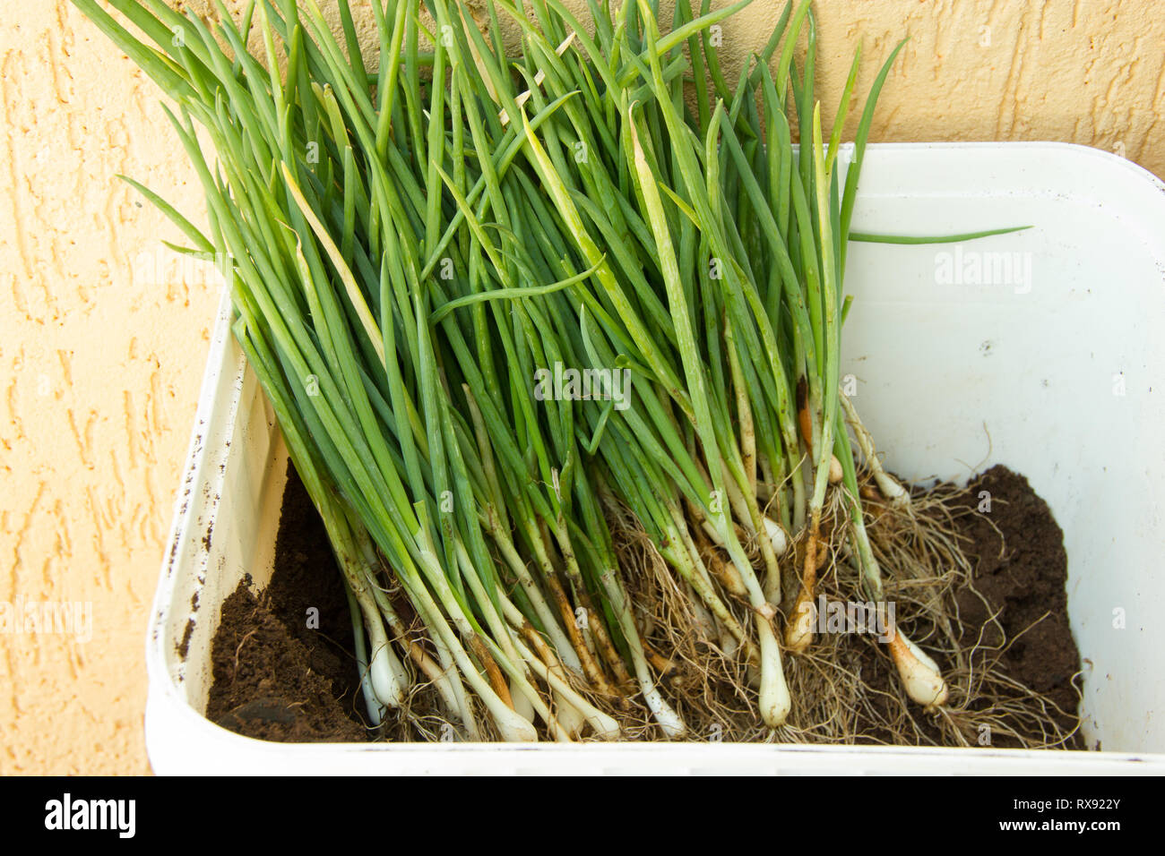 Container full of herbs (green onion, leek, chive) for planting Stock