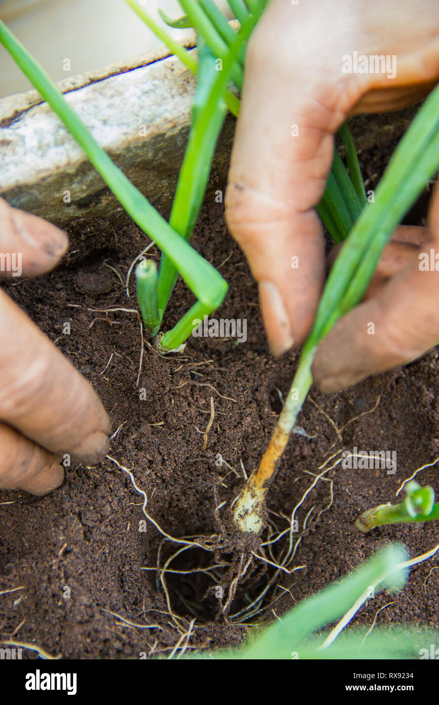 Planting,Seeding,Seedling,Close up Hand planting herbs in the soil