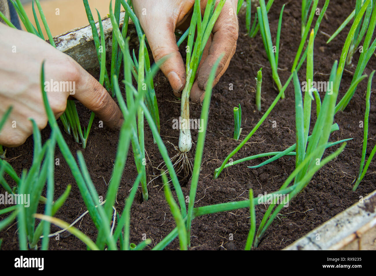 Planting,Seeding,Seedling,Close up Hand planting herbs in the soil