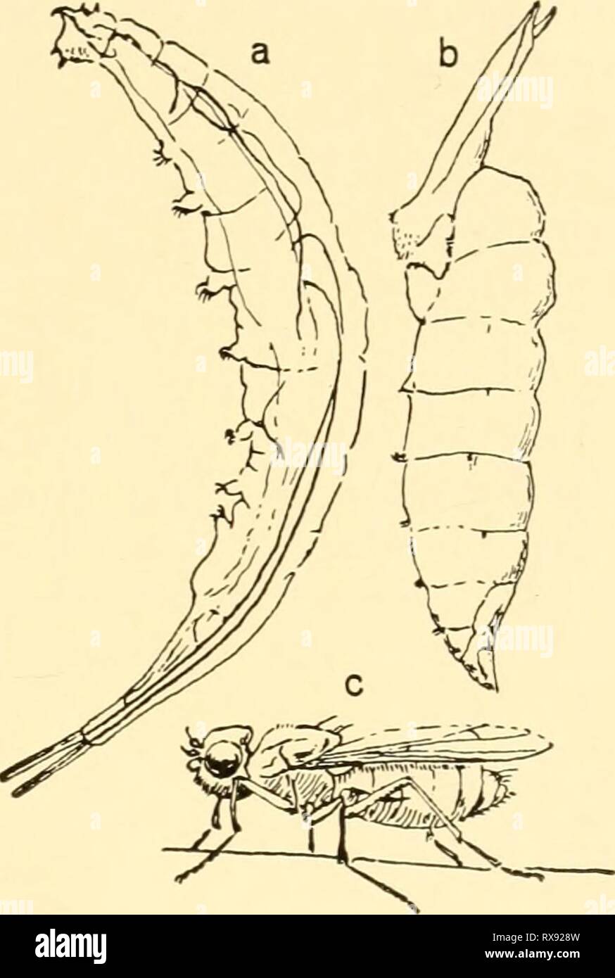 Ecological animal geography; an authorized, Ecological animal geography; an authorized, rewritten edition based on Tiergeographie auf ockologischer grundlage ecologicalanimal00hess Year: 1937  Fig. 106 Fig. 107 Fig. 106.—Salt-water crustacean, Artemia salina. X 0V2. After Brauer. Fig. 107.—Salt-water fly, Ephydra macellaria; a, larva; b, pupa; c, adult. X 6. After Steuer. higher concentration. The larvae of may flies and stone flies and usually of caddis flies are absent. Of mollusks of temperate zones only Limnaea ovata occurs in water with slightly increased salt content. Amphibians are almo Stock Photo