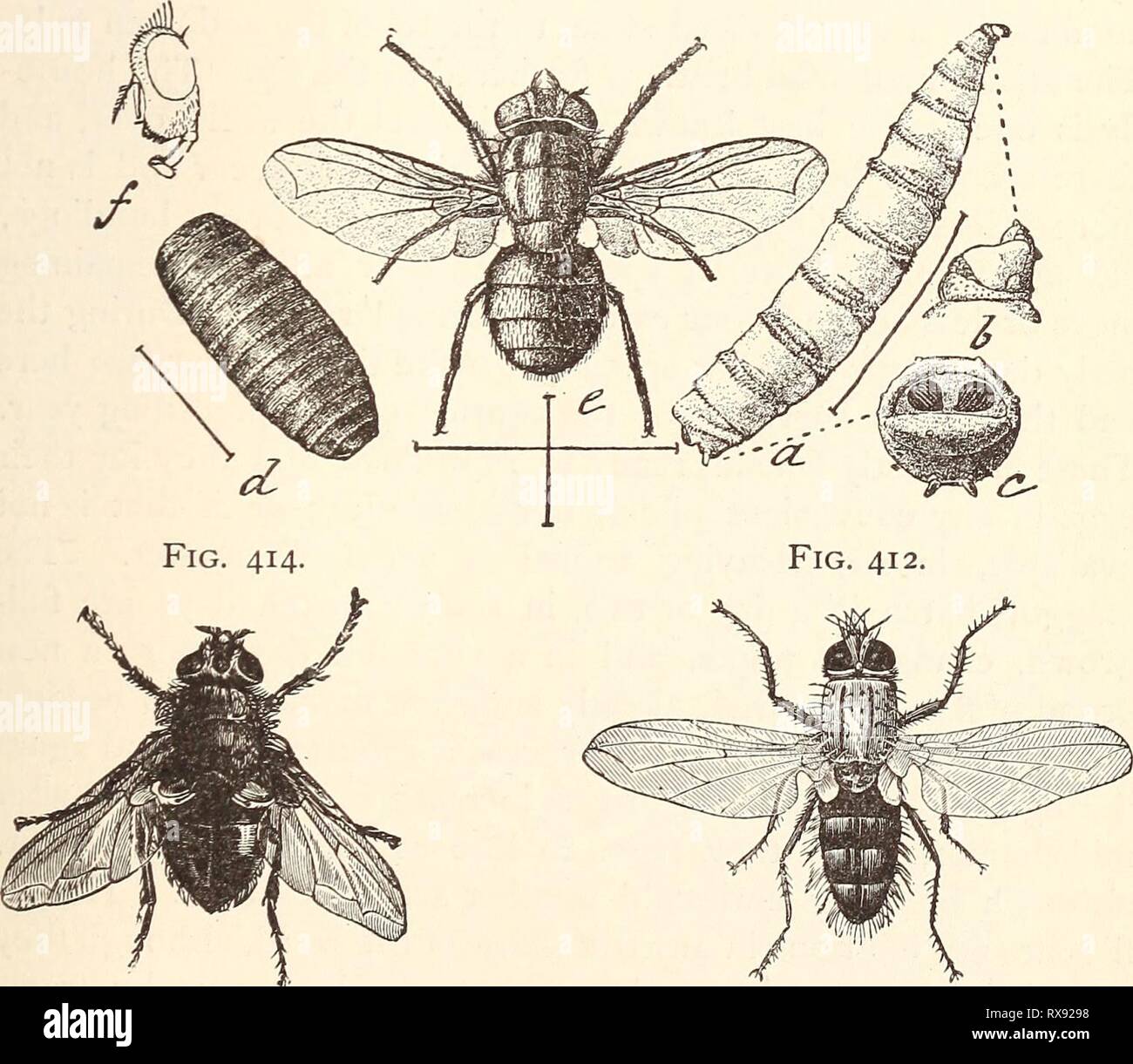 Economic entomology for the farmer Economic entomology for the farmer.. economicentomolo00smit 0 Year: 1896  Fig. 415.   Muscid flies.—Fig. 410, Exorista flavicauda, yellow-tailed Tachinid. Fig. 411, ISe- morea leucanics, Tachinid on cut-worms : larva, pupa, adult, and the white eggs on the anterior segments of the caterpillar. Fig. 412, Lydella doryphorcs, Tachinid on potato-beetle. Fig. 413, common flesh-fly, Sarcophaga carnaria. Fig. 414, the blow- fly, Calliphora vomitoria. Fig. 415, screw-worm, Lucilia tnacellaria : a, b, c, larva and details; rf, pupa ; ^, adult; /, head from side. All a Stock Photo