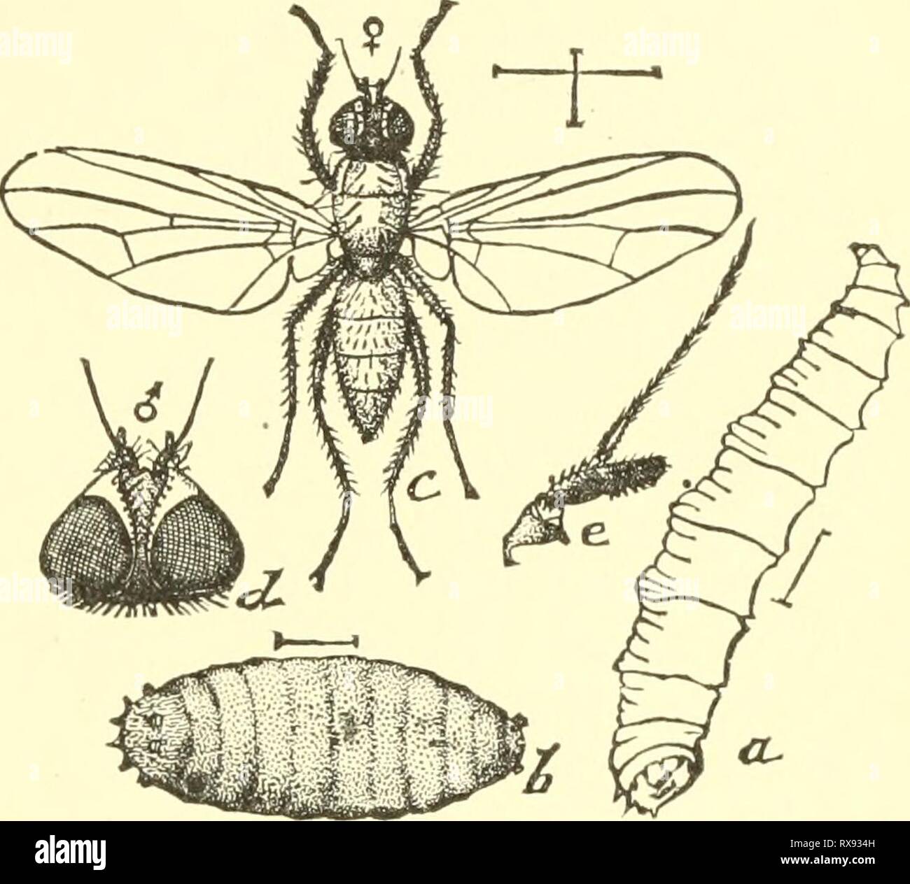 Economic entomology for the farmer Economic entomology for the farmer and the fruit grower, and for use as a text-book in agricultural schools and colleges; economicentomolo00smit Year: 1906  THE INSECT WORLD. 361   Cabbage-maggot, Phorbia brassiccp.—a, larva ; b, pupa c, adult; d, its head ; e, antenna. injurious to cabbage and cauliflower, as well as to onions, rad- ishes, turnips, beets, and other root crops, while other species attack planted seeds like those of melons ^'^- 4i9- and even corn. Oc- casionally, instead of attacking roots, the maggots are found boring in thick or fleshy leave Stock Photo