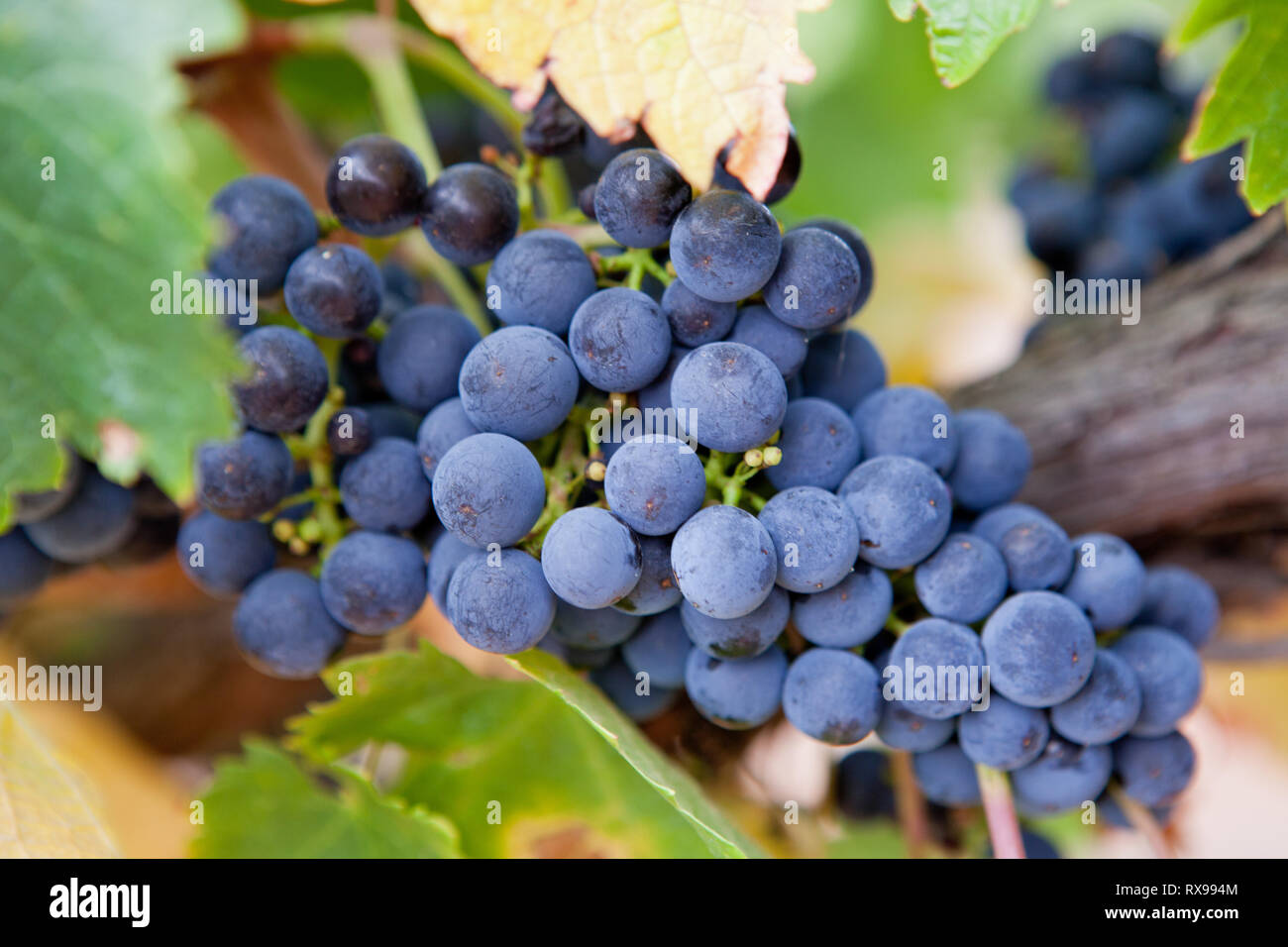 Vineyards from the Barossa Valley in South Australia one of Australia's premier wine making regions Stock Photo