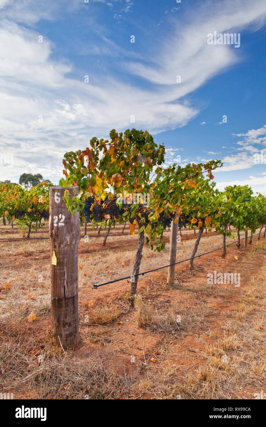 Vineyards from the Barossa Valley in South Australia one of Australia's premier wine making regions Stock Photo