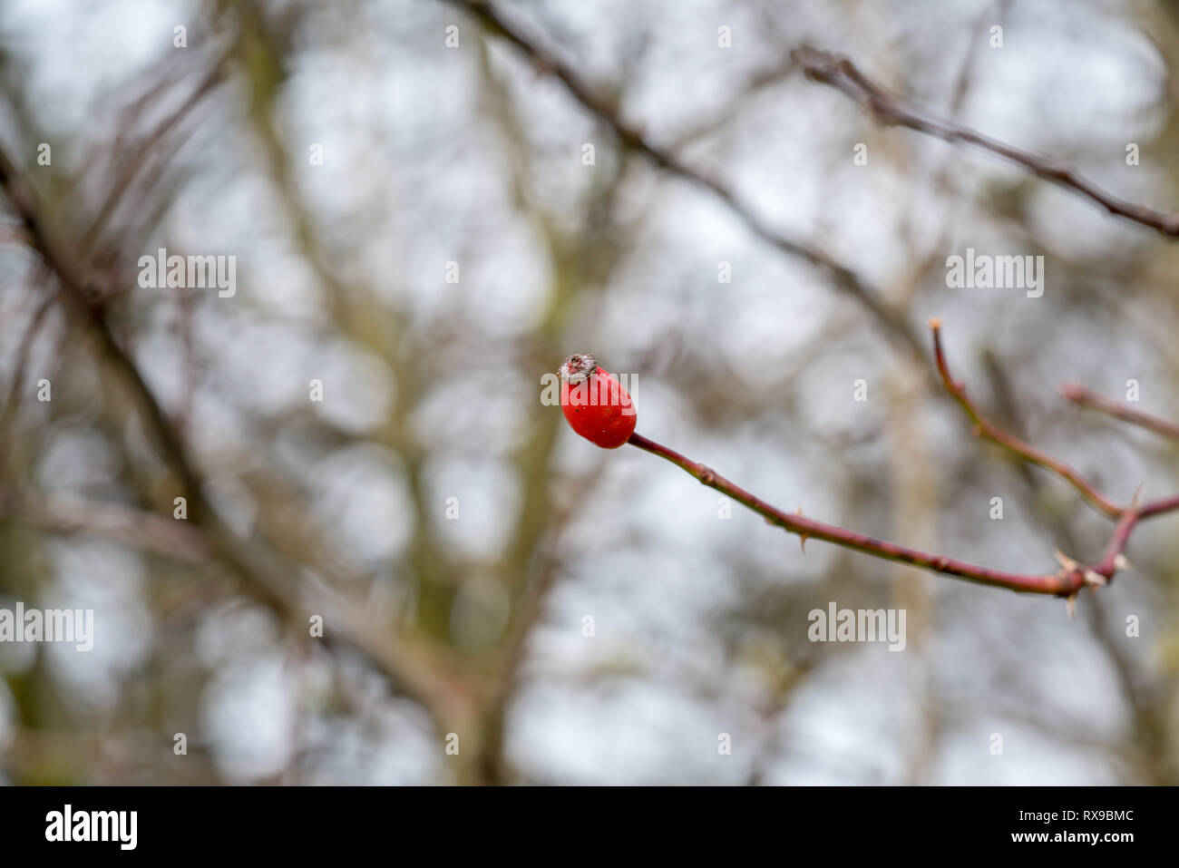 Macro photograph of red berry on winters day Stock Photo