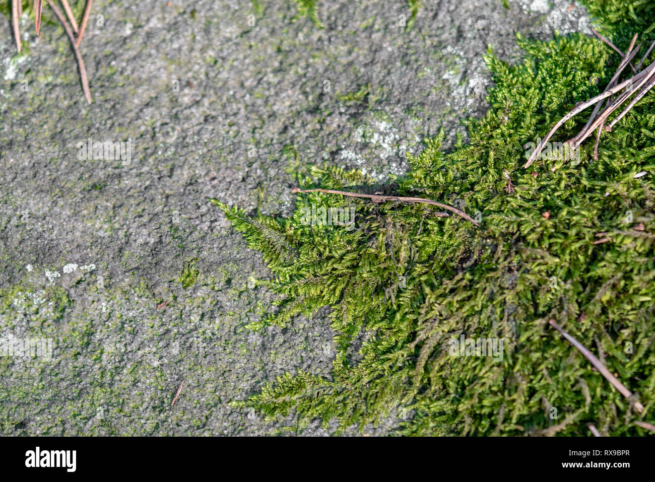 Moss wallpaper hi-res stock photography and images - Alamy