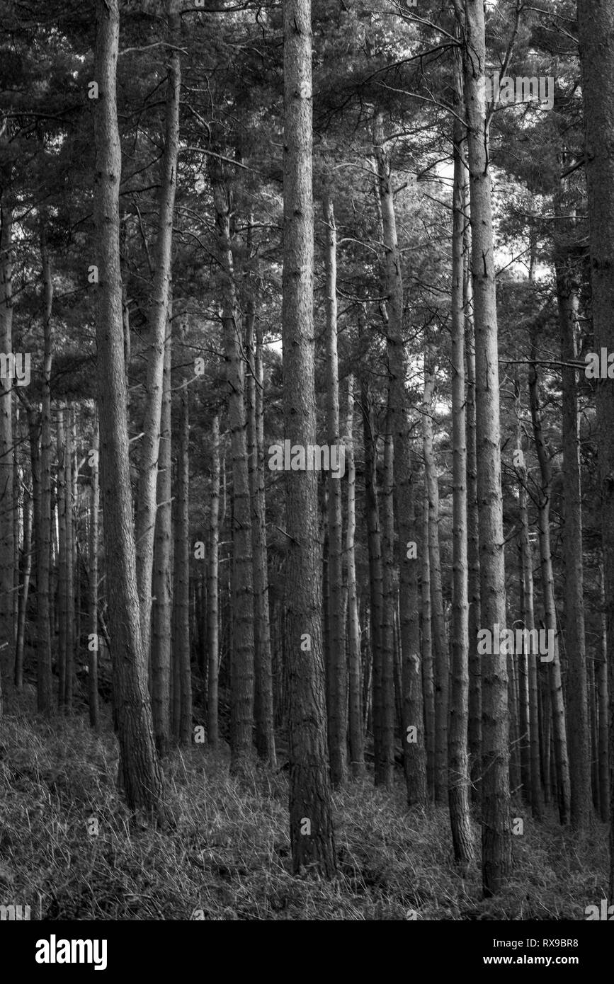 Black and White photo of  Yorkshire Forest Stock Photo