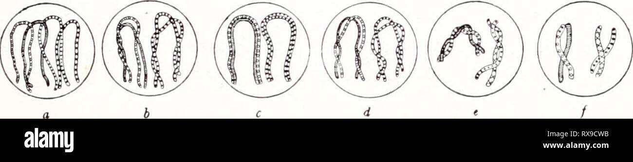 Einführung in die Vererbungswissenschaft; in Einführung in die Vererbungswissenschaft; in zweiundzwanzig Vorlesungen für Studierende, Aerzte, Züchter einfhrungindie1913gold Year: 1913  — 303 — Schleifen, in die sich nach der Synapsis der Faden auflöst, sich gegen einen Kernpol orientieren. Und als Schluß der synaptischen Phäno- mene, wie man auch die ganze Periode nennt, aus der sich einige Stadien in Fig. 115 reproduziert finden, erscheint dann zum erstenmal im Kern die halbe, reduzierte Zahl der Chromosomen in Tetradenform. Kein Zweifel, daß hier während der Synapsis die Halbierung der Chrom Stock Photo