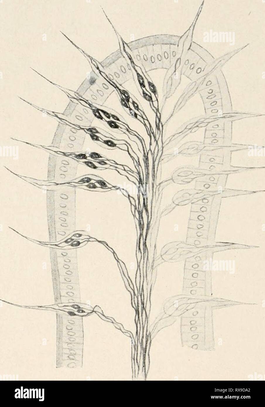 Einführung in die Biologie (1912) Einführung in die Biologie einfhrungindie00maas Year: 1912  312 Achtzehntes Kapitel. Bei einer Chitindecke l&lt;;önnen keine Plasmafortsätze zur Wahr- nehmung des Reizes existieren. Es werden bei solchen Tieren darum feine Fortsätze des Chitins selbst, die gleich Miniaturstacheln über die Oberfläche herausragen, zur Tastempfindung benutzt. Solche Chitin- fortsätze stehen dann nicht wie das angrenzende Chitin der Decke mit gewöhnlichen Epithelzellen in Verbindung, sondern mit besonders S--- 0Wi -ep Muskel n   Fig. 158. Sinnespapille aus der Haut eines Wurms (na Stock Photo