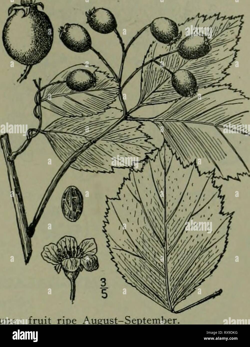 An illustrated flora of the An illustrated flora of the northern United States, Canada and the British possessions : from Newfoundland to the parallel of the southern boundary of Virginia and from the Atlantic Ocean westward to the 102nd meridian ed2illustratedflo02brit Year: 1913  APPLE FAMILY. 72. Crataegus Douglasii Lindl. Douglas' Thorn. Fig. 2406. Crataegus punctata Jacq. var. ? brevispina Dougl.; Hook. FI. Bor. Am. i: 201. 1832. C. Douglasii Lindl. Bot. Reg. pi. 1810. :835- C. brevispina Dougl.; Steud. Nom. Bot. Ed. 2: 431. 1841. A tree or shrub, sometimes 40° high; bark dark brown and s Stock Photo