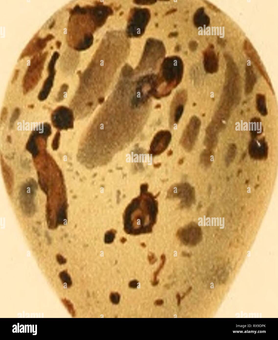 Eggs of British birds, with Stock Photo Alamy