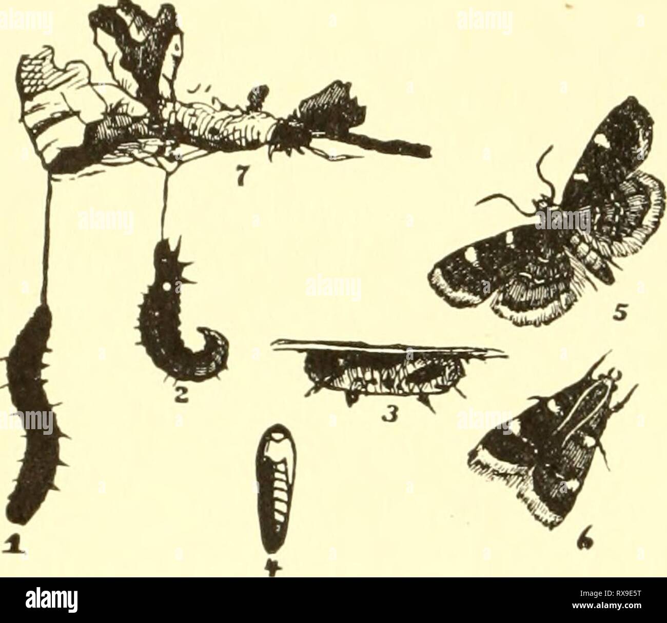 Economic entomology for the farmer Economic entomology for the farmer and the fruit grower, and for use as a text-book in agricultural schools and colleges; economicentomolo00smit Year: 1906 312 AN ECONOMIC ENTOMOLOGY. to penetrate the webs and come into direct contact with the larvae. Sometimes insects of this series are not confined to green vegetation, as in the case of the 'clover-hay worm,' Asopia rostalis, which attacks the dry or partially dry product, webbing it up and causing more or Fig. 356. less injury. Its near ally, Pyralis farinalis, may be found in barns or bins where grain Stock Photo