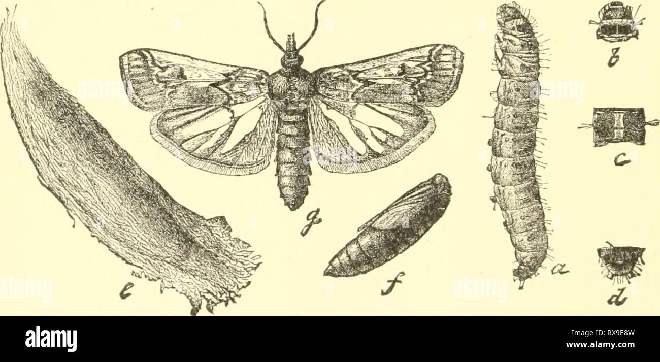 Economic entomology for the farmer Economic entomology for the farmer and the fruit grower, and for use as a text-book in agricultural schools and colleges; economicentomolo00smit Year: 1906  Fig. 358.   Fig. 360, the Mediterranean flour-moth, Ephestia k'uhniella.—rt, larva; (ii, pupa ; c,f, adult with wings spread and at rest; g, wing of a variety ; rf, e, h, i, structural details. Fig. 358, Melitara prodeyiialis.—a, larva ; b, c, d, details of same ; e, cocoon ; /, pupa; g, moth. Fig. 361, the bee-moth, Calleria ^nelonella.—a, larva; b, cocoon ; c, pupa ; d, e, moths. Stock Photo