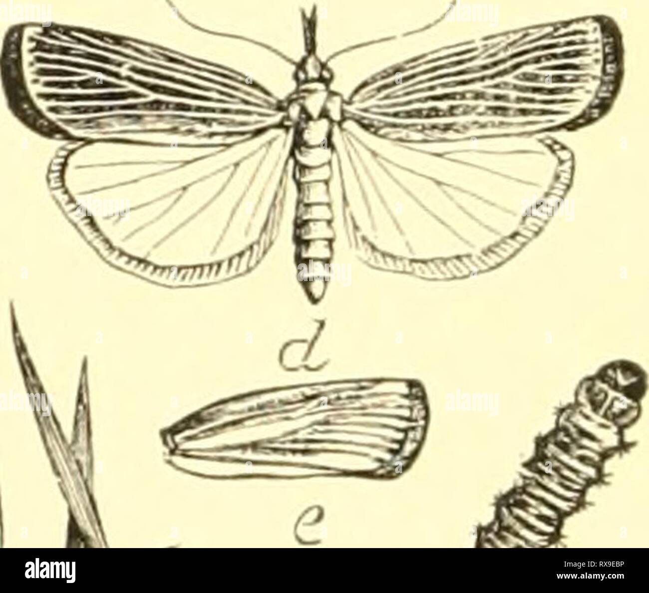 Economic entomology for the farmer Economic entomology for the farmer and the fruit grower, and for use as a text-book in agricultural schools and colleges; economicentomolo00smit Year: 1906  -jJteiC^,^.^^^ '5«- Crambus vulvivaf;elhi!i.—a, larva ; b, over-, and r, underground tube and cocoon ; d, e, /, moths with wuigs spread and at rest ; g, an egg much enlarged. up or f&lt;^lded closely, giving the insect a little the appearance ot a tiny cylinder. The head is small, not at all retracted, and usually furnished with very long palpi that project straight out like a snout ; as a whole, resembli Stock Photo