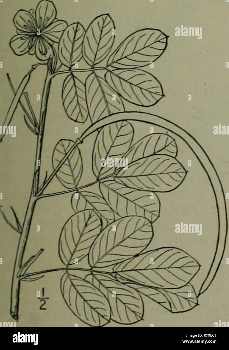 An illustrated flora of the An illustrated flora of the northern United States, Canada and the British possessions : from Newfoundland to the parallel of the southern boundary of Virginia and from the Atlantic Ocean westward to the 102nd meridian ed2illustratedflo02brit Year: 1913  SENXA FAMILY. I. Cercis canadensis L. Red-bud. Amer- ican Judas-tree. Fig. 2436. Cercis canadensis L, Sp. PI. 374. 1753. A tree, with greatest height of about 50° and trunk diameter of 1°, or often shrubby. Stipules membranous, small, caducous; leaves simple, petioled, cordate-orbicular, blunt-pointed, rather thick, Stock Photo