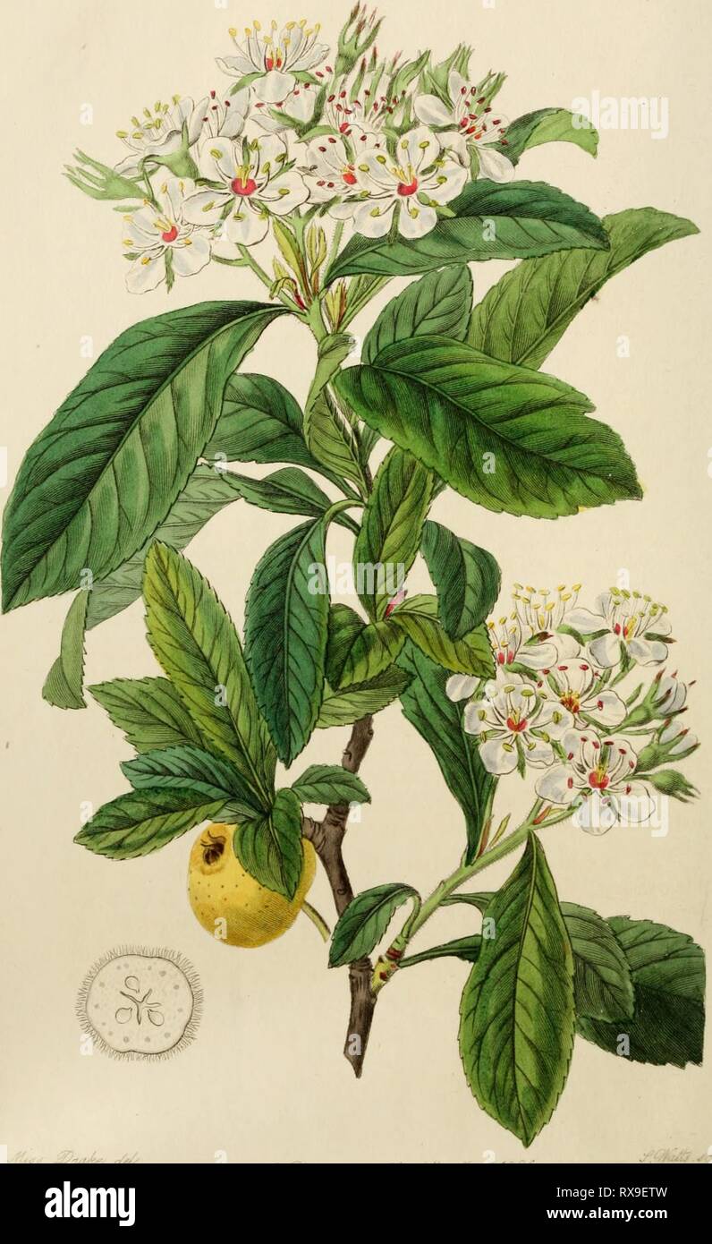 Edwards' botanical register, or, Ornamental Edwards' botanical register, or, Ornamental flower-garden and shrubbery .. edwardsbotanical22edwa Year: 1829-1847  /^/a   ^''mj^.c/:^'. ^PUri-cf.r. Mk:fu^ /eg &;&gt;:u^ jr^j. i rass Stock Photo