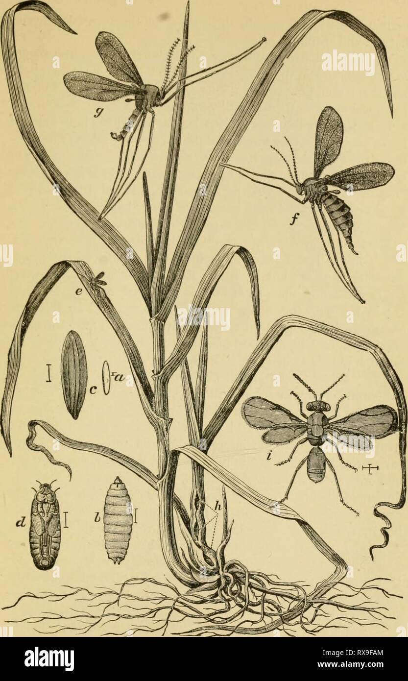 Economic entomology for the farmer Economic entomology for the farmer and the fruit grower, and for use as a text-book in agricultural schools and colleges; economicentomol00smit Year: 1906  Fig. 3S6.   The Hessian-fly, Cecidomyia destynctor.—On the left a healthy stalk of wheat, and on the right one infested at li by Hossian-fly, shovinjj;the galls, a, egg; b, larva; c, 'flaxseed;' d, pupa, all very much enlarged ; e, fly ovipositing on leaf, natural size ; /, female, and g, male Hessian-fly, much enlarged ; :', the parasite, Merims destructor, much enlarged. 22 337 Stock Photo