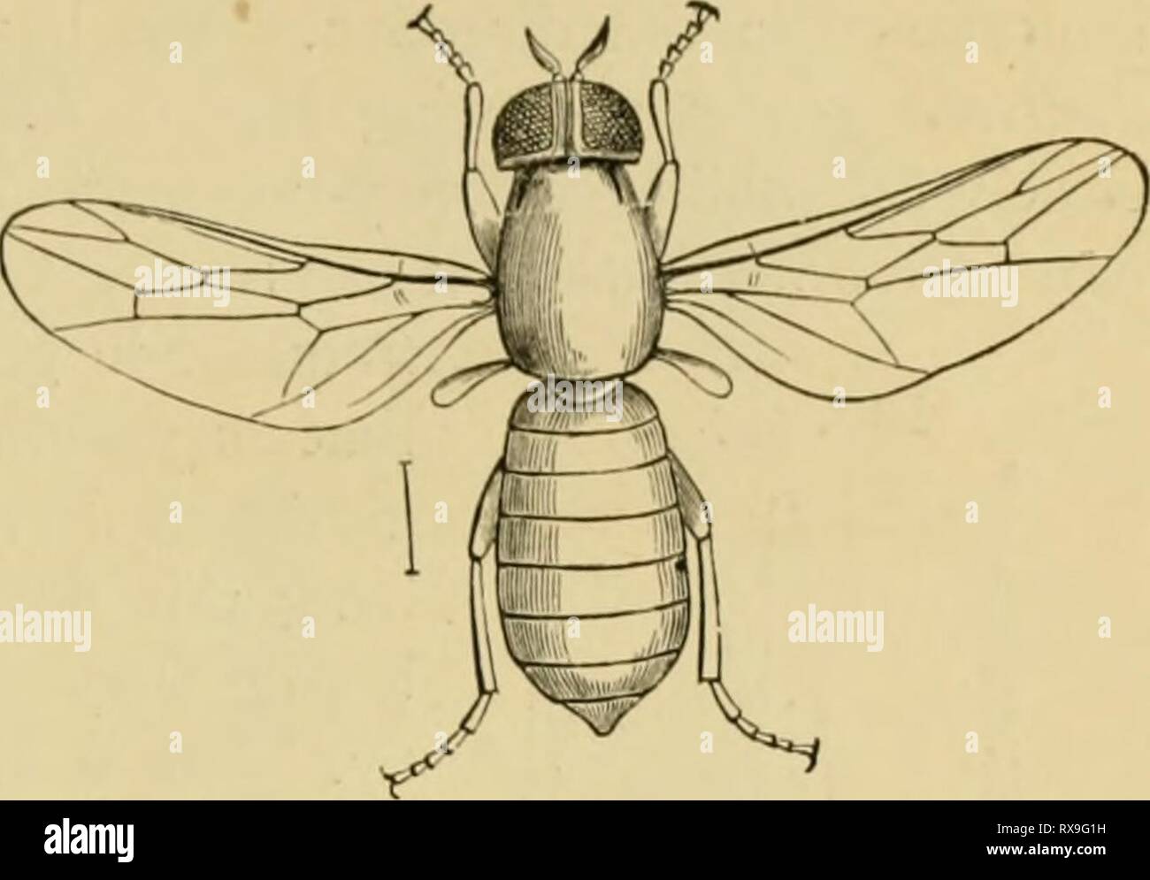 Economic entomology for the farmer Economic entomology for the farmer and the fruit grower, and for use as a text-book in agricultural schools and colleges; economicentomol00smit Year: 1906  THE INSECT WORLD. 347   Scenopiiius ffnestvalis. of fact it is predaceous in habit, and feeds upon the species really infesting carpets and similar material. Thus, '' moths,'' the larva; of the 'carpet-beetle,' 'fish-moths,' and numerous other insects likely to occur in such situa- ^''^- •^97- tions are destroyed by it. From this larva there comes in due time a small blue fly, a member of the family Scenop Stock Photo