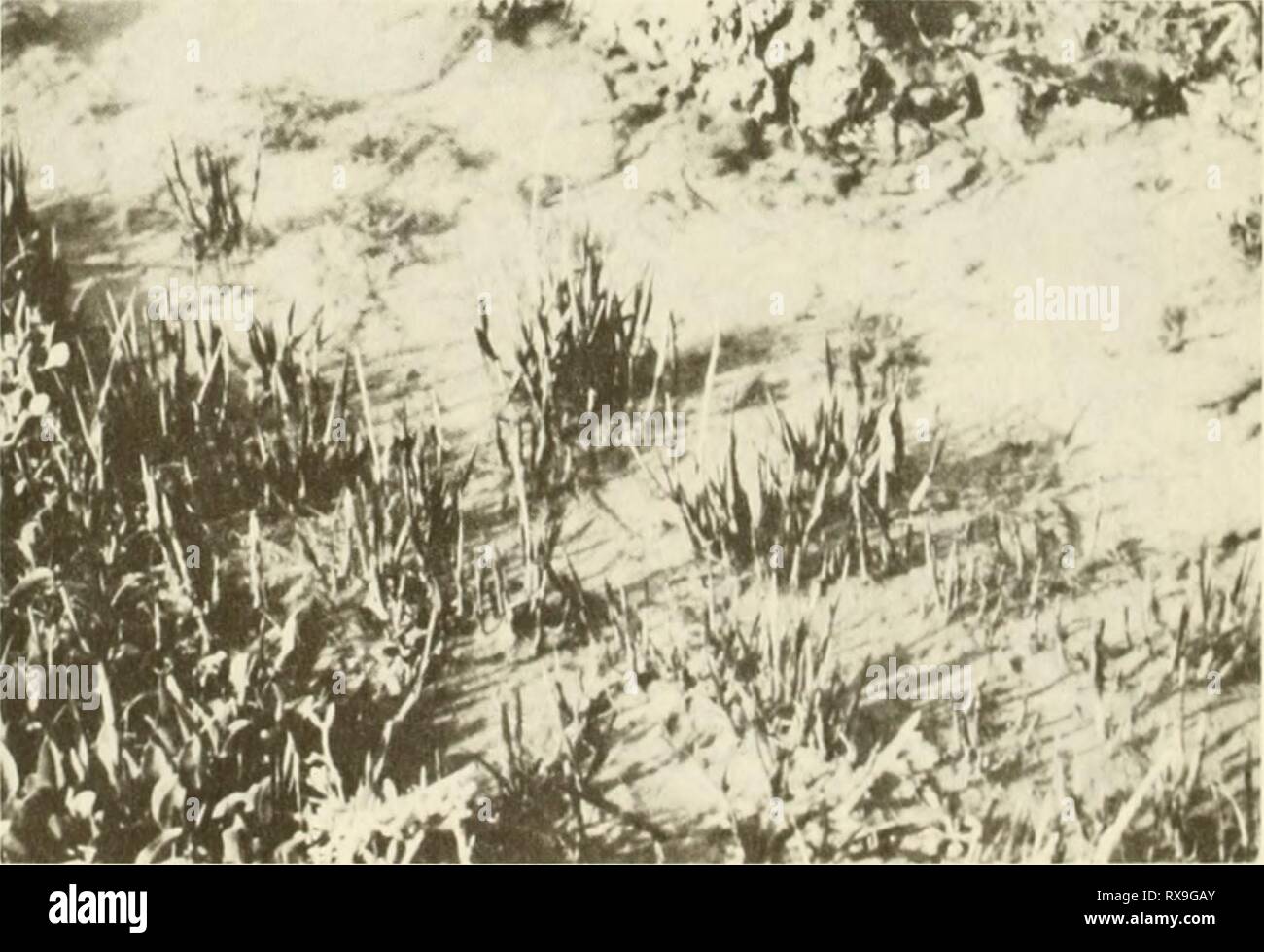 Ecological study of the Amoco Ecological study of the Amoco Cadiz oil spill : report of the NOAA-CNEXO Joint Scientific Commission ecologicalstudyo00noaa Year: 1982  FIGURE 4. Juncus maritimus.   FIGURE 5. Spartina maritima. 368 Stock Photo
