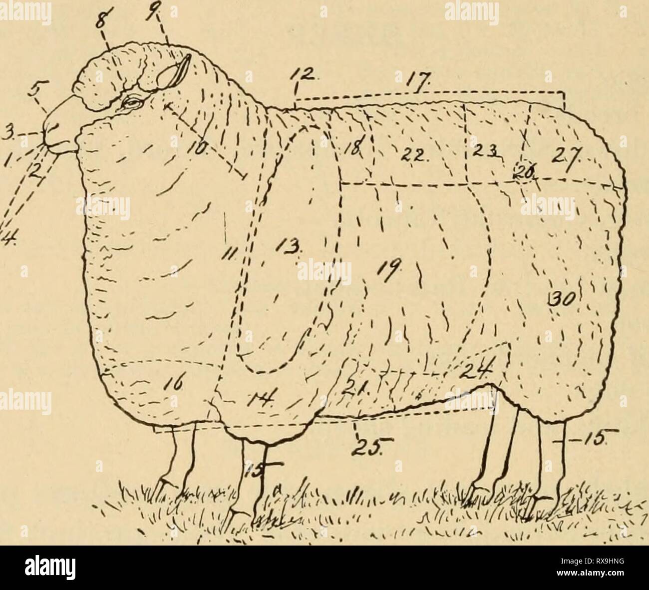 First Rib Sheep Effective farming; a text-book for Effective farming; a text-book for ...