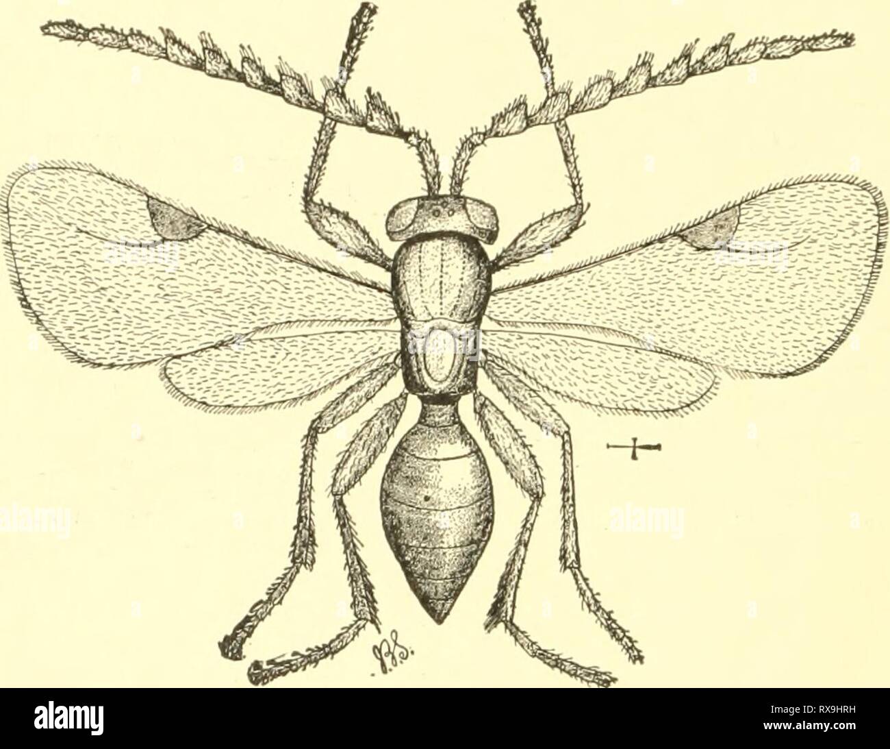 Economic entomology for the farmer Economic entomology for the farmer ...