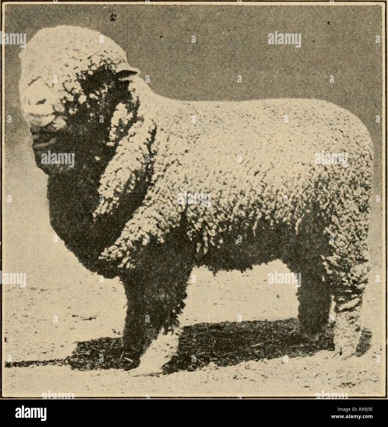 Rambouillet sheep hi-res stock photography and images - Alamy