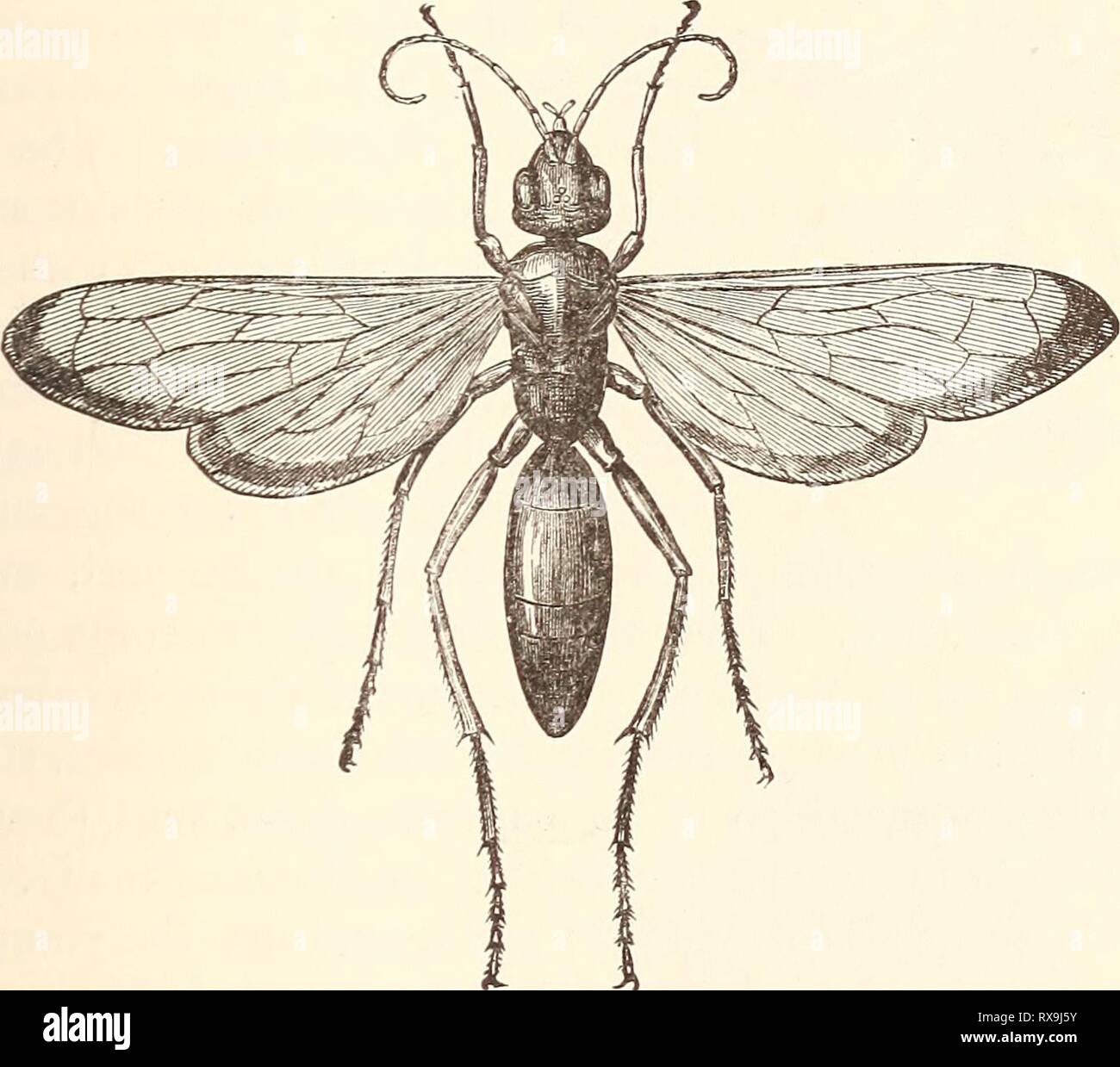 Economic Entomology For The Farmer Economic Entomology For The Farmer Economicentomolo00smit 0 Year 1896 The Insect World 401 Usually Have A Velvety Appearance Or Look As If They Were Cov Ered With In this tutorial, we reviewed anatomy and some additional important points like pronation and supination, the brachioradialis to summarize how to draw arms well in one paragraph, i would say to you: alamy