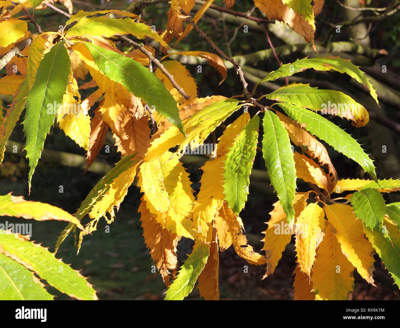 Fagus sylvatica laciniata hi-res stock photography and images - Alamy