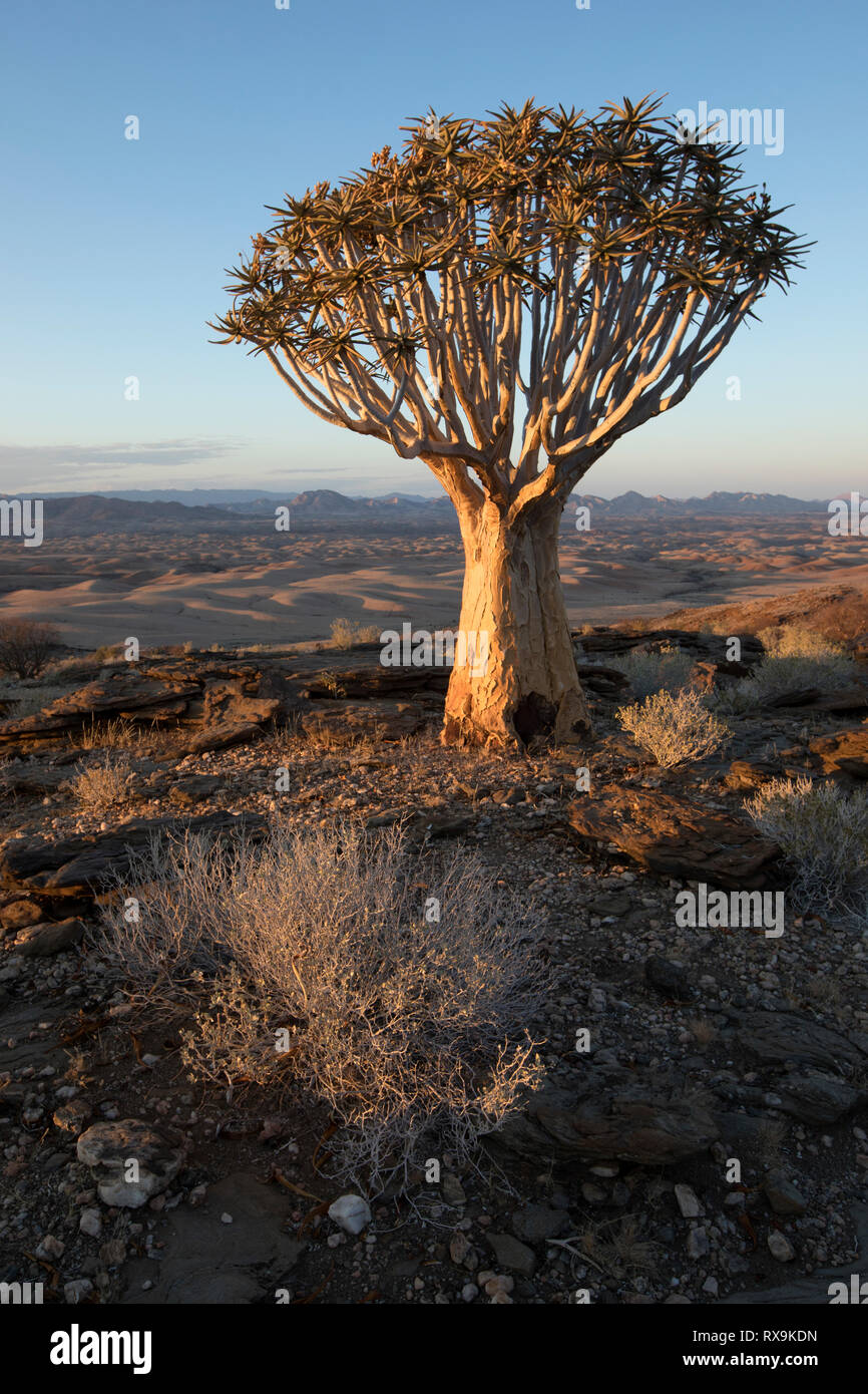 A Quiver tree or Kokerboom on a hill in Namibia. Stock Photo