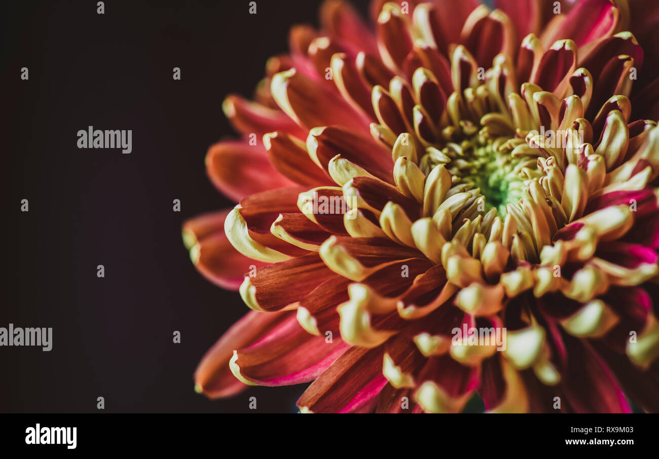 Chrysanthemum flower head close hi-res stock photography and images - Alamy