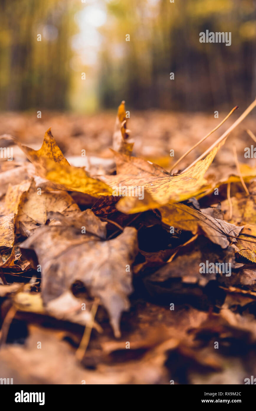 Maples leaves hi-res stock photography and images - Alamy