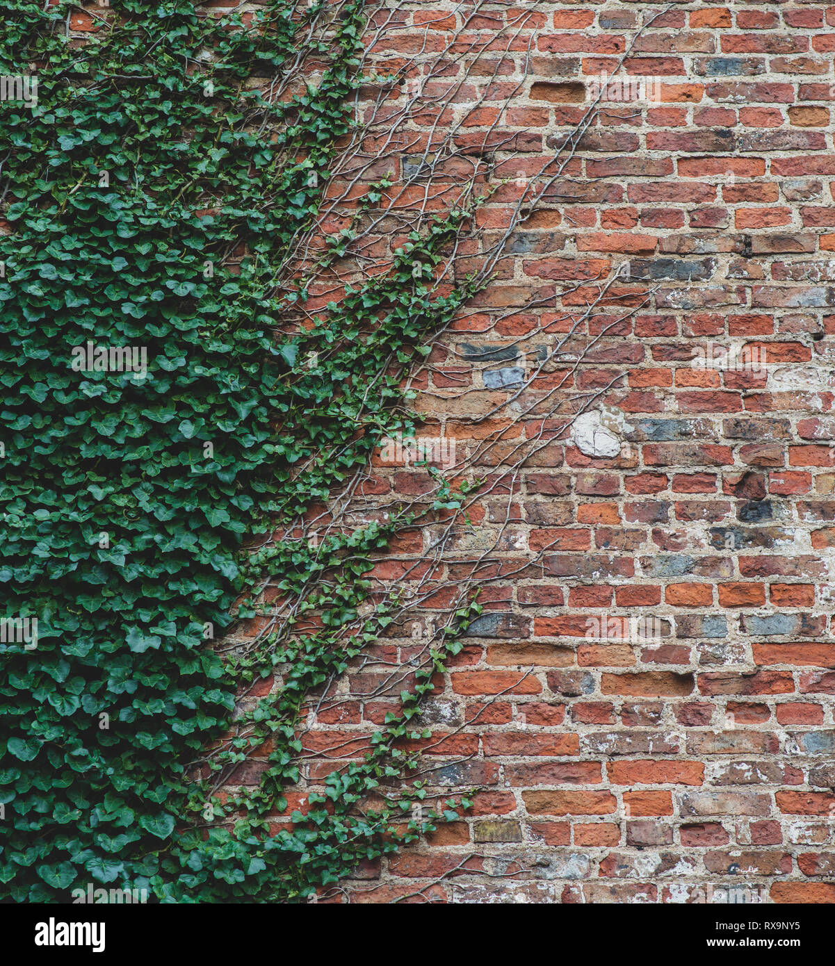 Vines climb up a brick wall and offer an interesting half way pattern