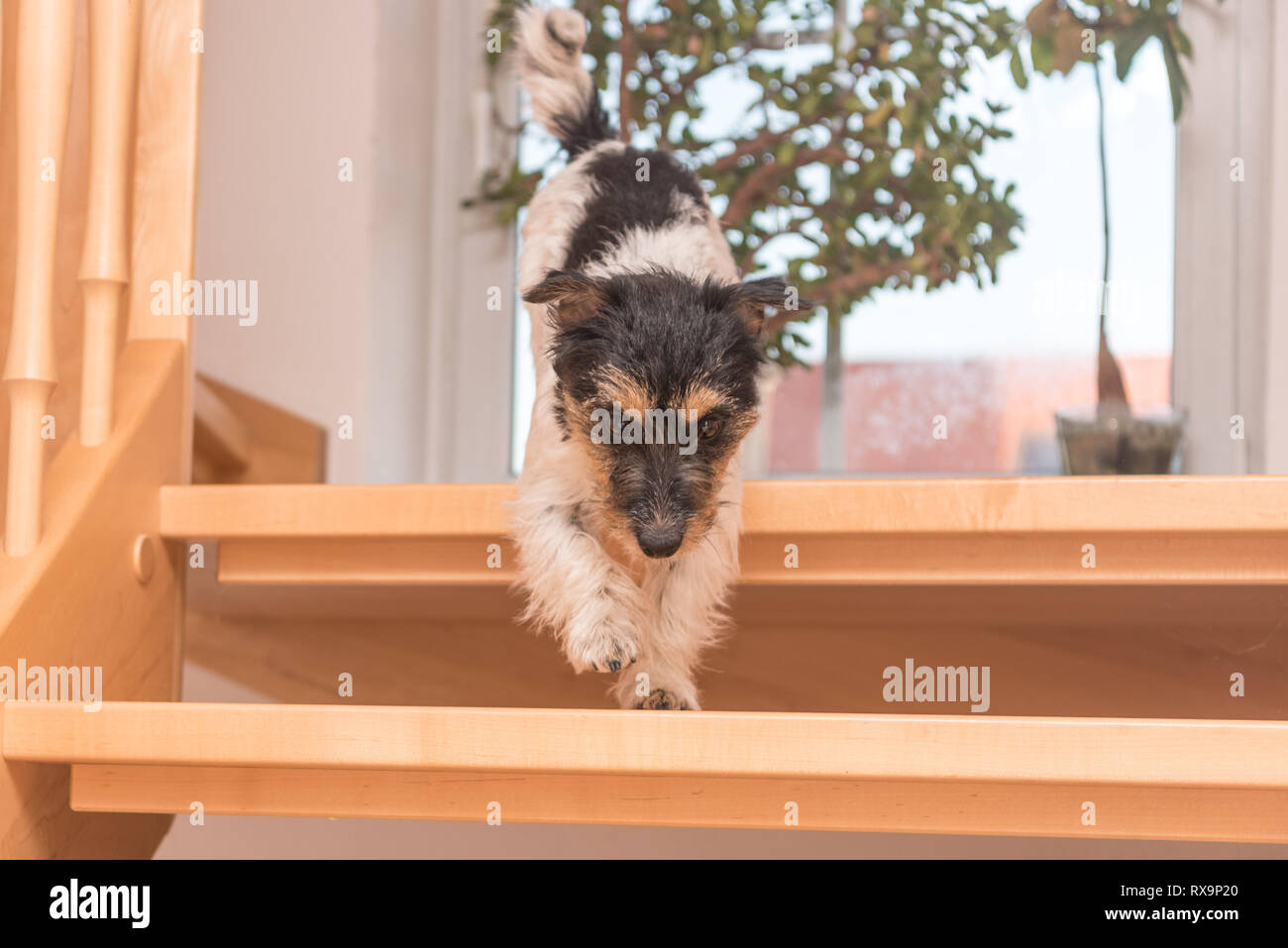 Can Dogs Go Down Steep Stairs