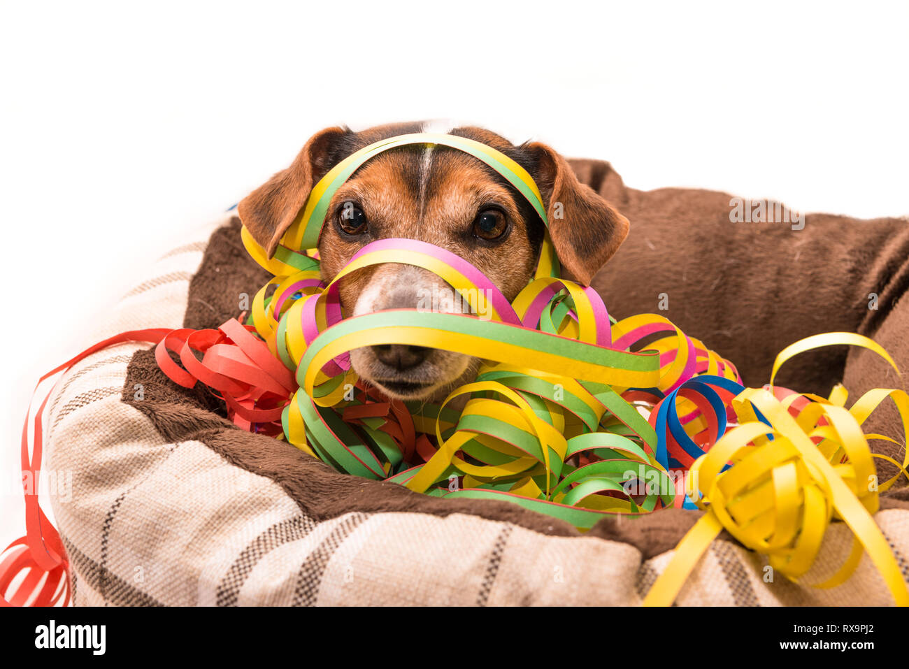 Dog Box Bed Stock Photos Dog Box Bed Stock Images Alamy