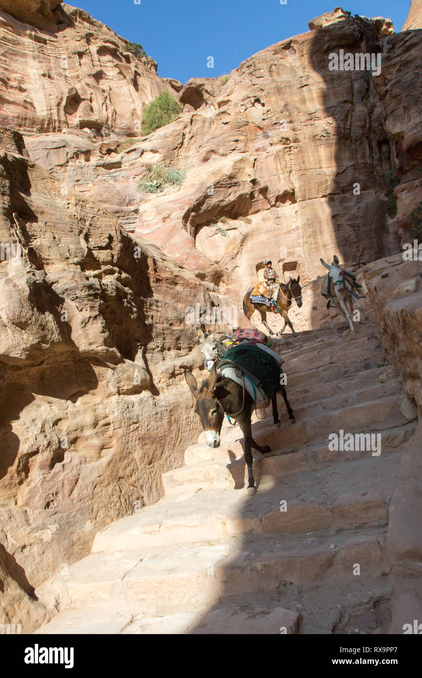 Bedouin petra trail hi-res stock photography and images - Alamy