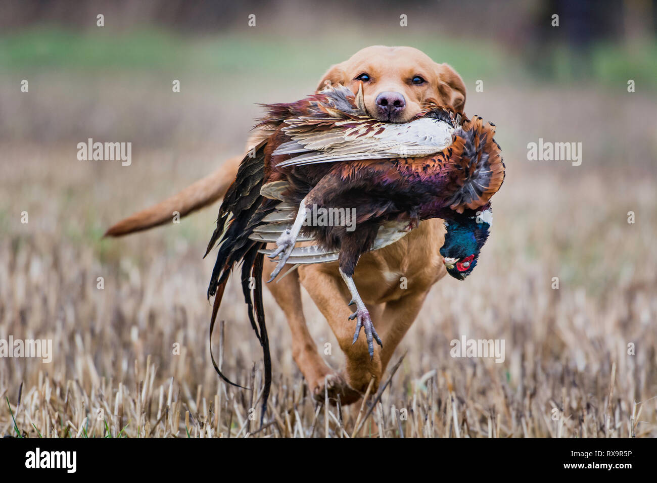 a red fox labrador retrieving a pheasant Stock Photo