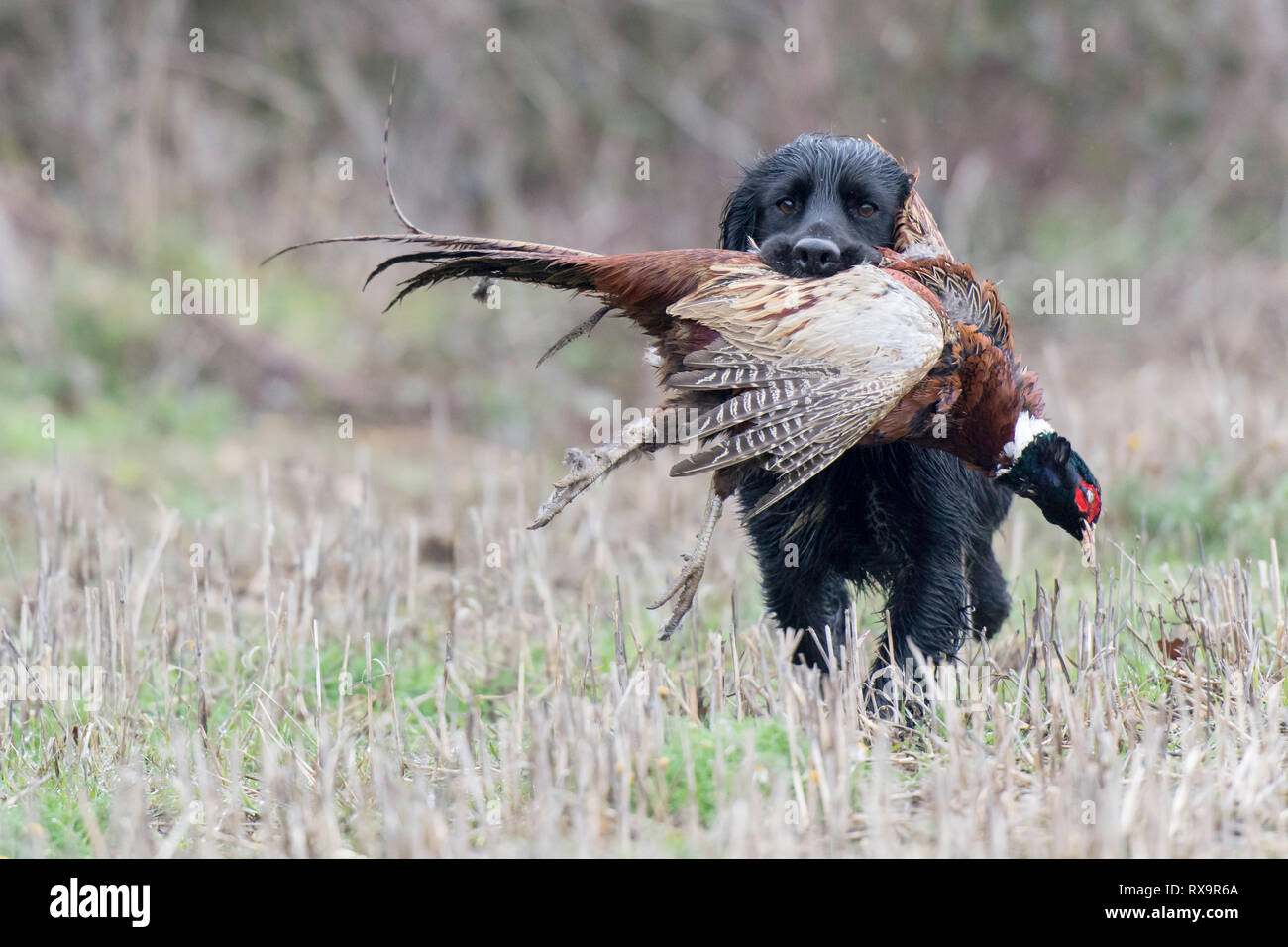 a black cocker spaniel retrieving a pheasant Stock Photo