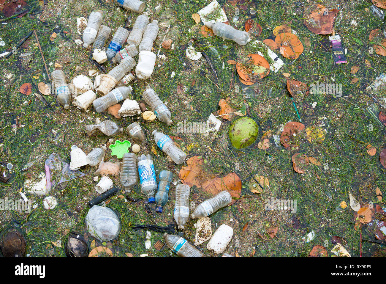 MIAMI - SEPTEMBER, 2018: Plastic water bottles, cups, and bits of Styrofoam float with leaves and seagrass in polluted Biscayne Bay. Stock Photo