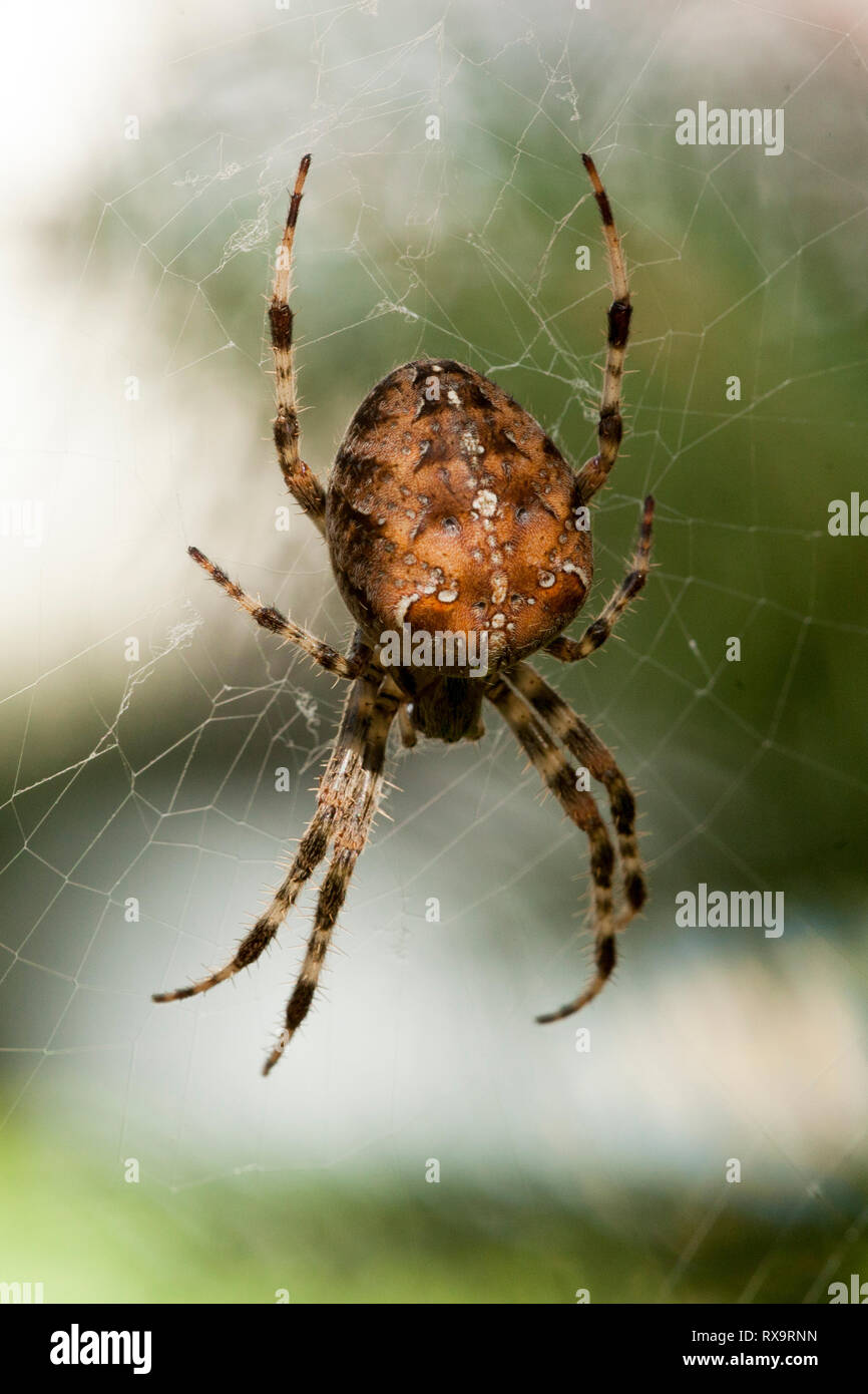 Insects Bugs Arachnida Aracnid Cross Spider Araneus diadematus Stock
