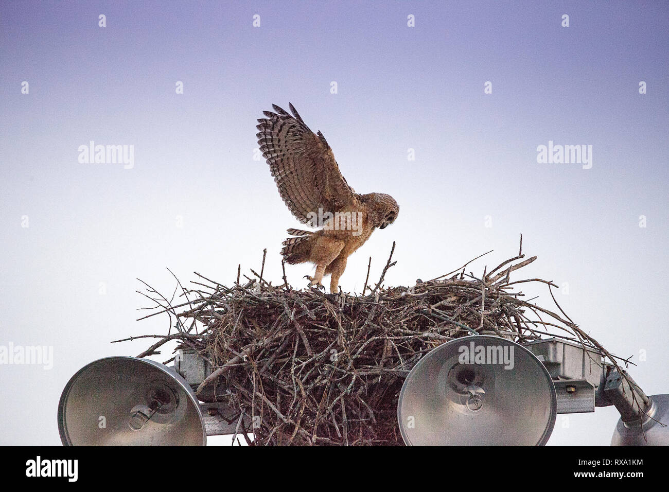 owlet us