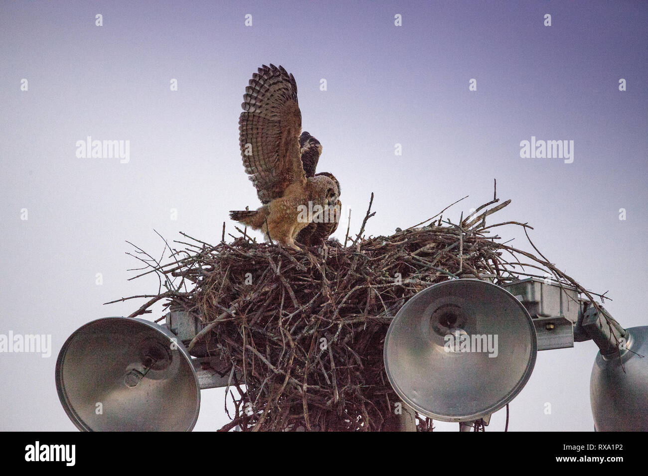 owlet us