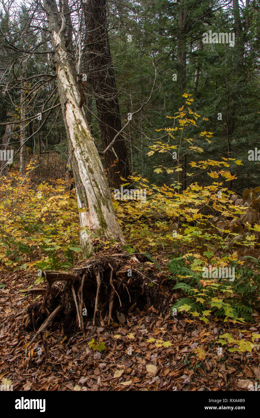 Uprooted tree on a trail in Algonquin Park and autumn colour Stock