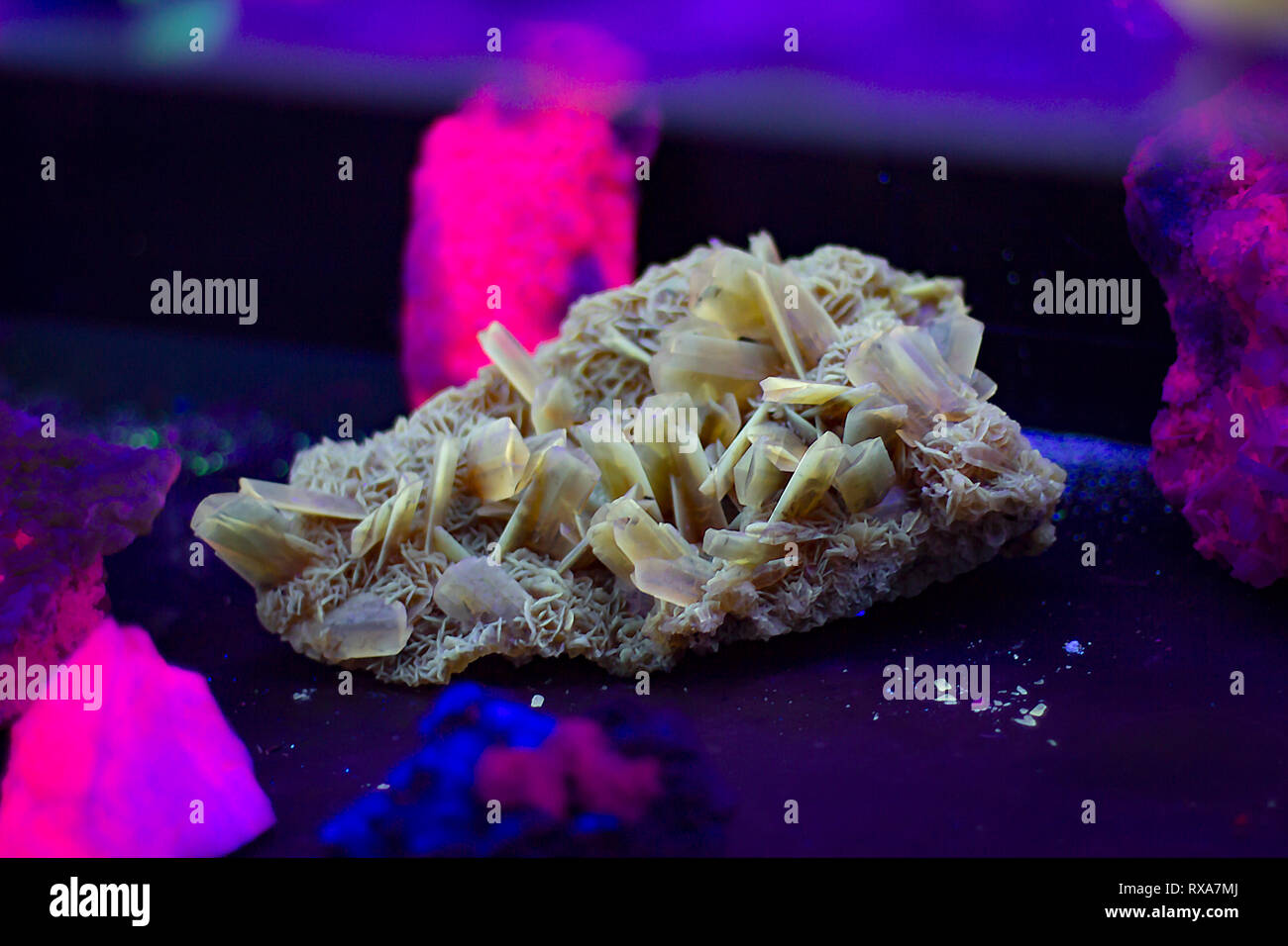Desert rose also known as gypsum flower. Cluster of sharp, bladed selenite crystals. Fluorescent mineral under UV light at private rock collection. Stock Photo